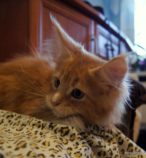 SONY DSC