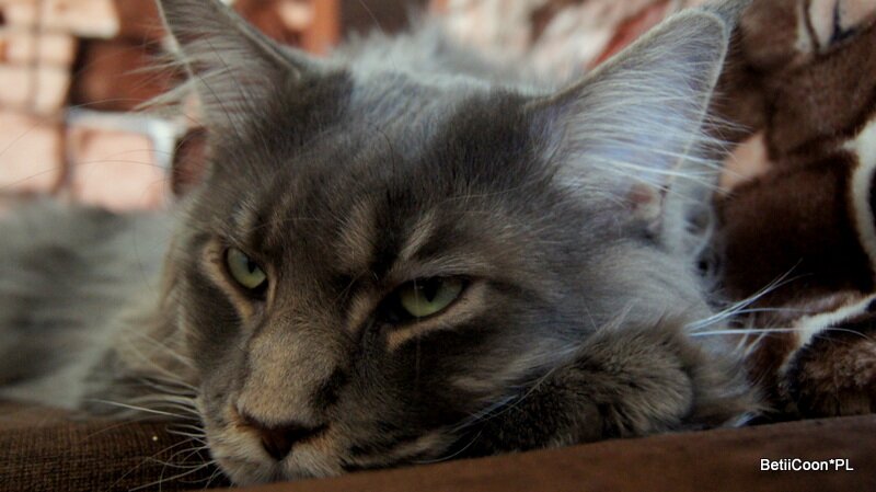 SONY DSC